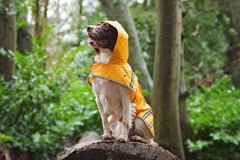 Waterproof Sunshine Dog Raincoat by Sotnos