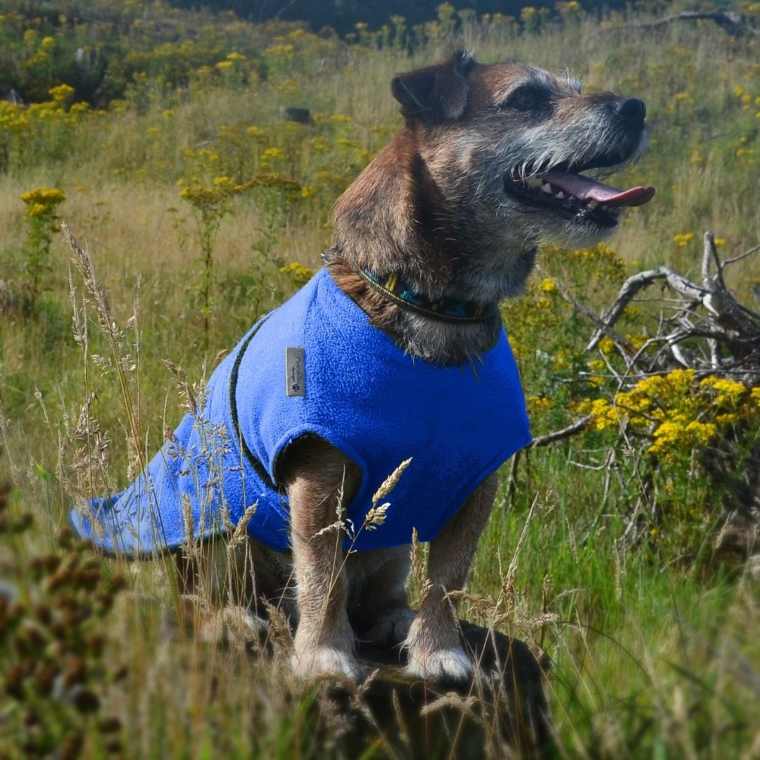 Underbelly Dog Drying Coat