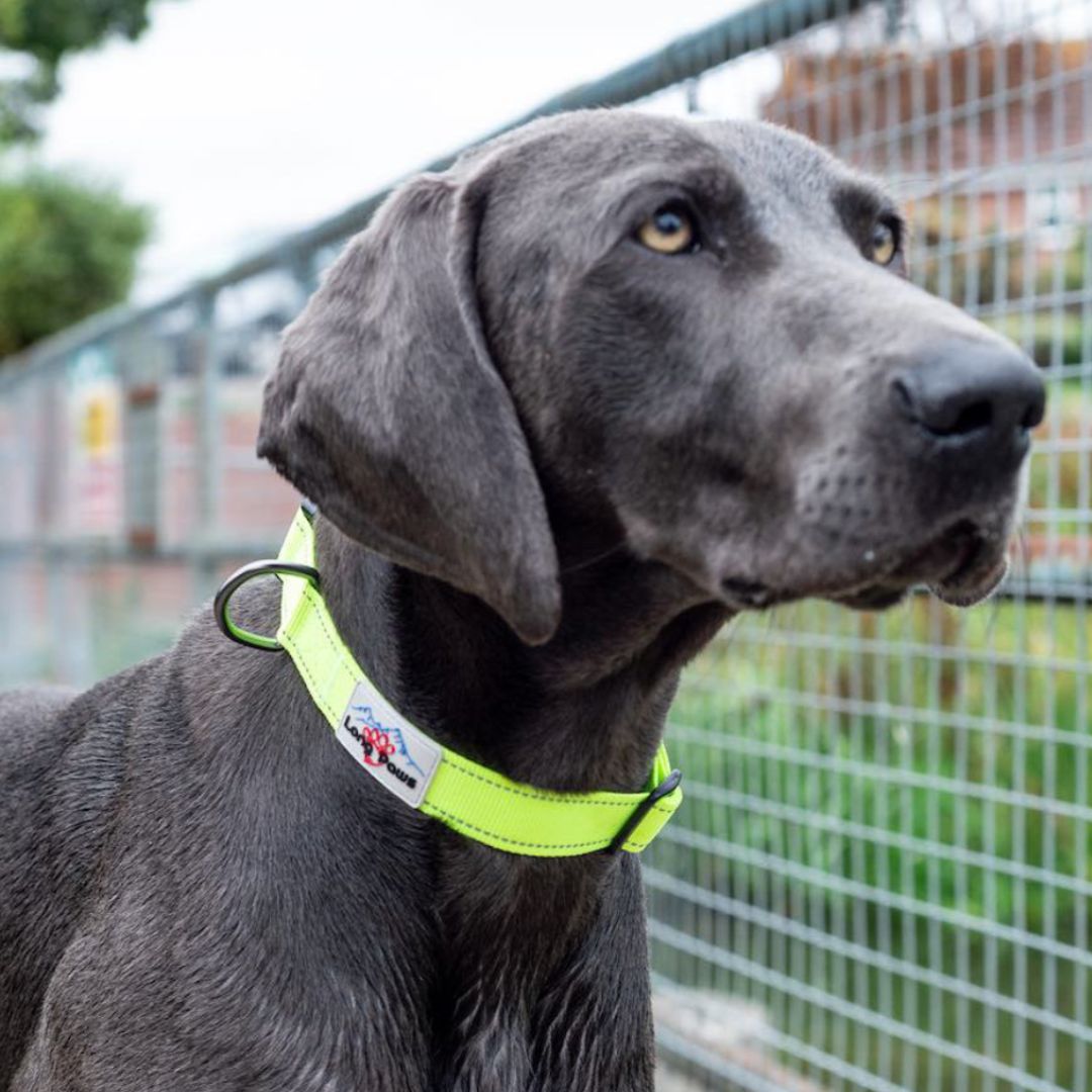 Urban Trek Neon Yellow Dog Collar | Long Paws