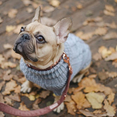 Wooldog Classic Light Graphite Grey Hand-Knitted Dog Jumper