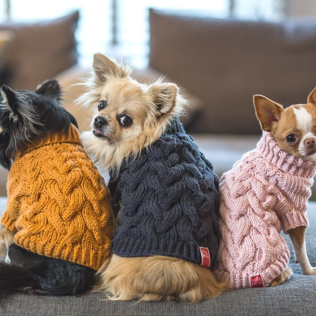 Supreme sweater for dogs best sale
