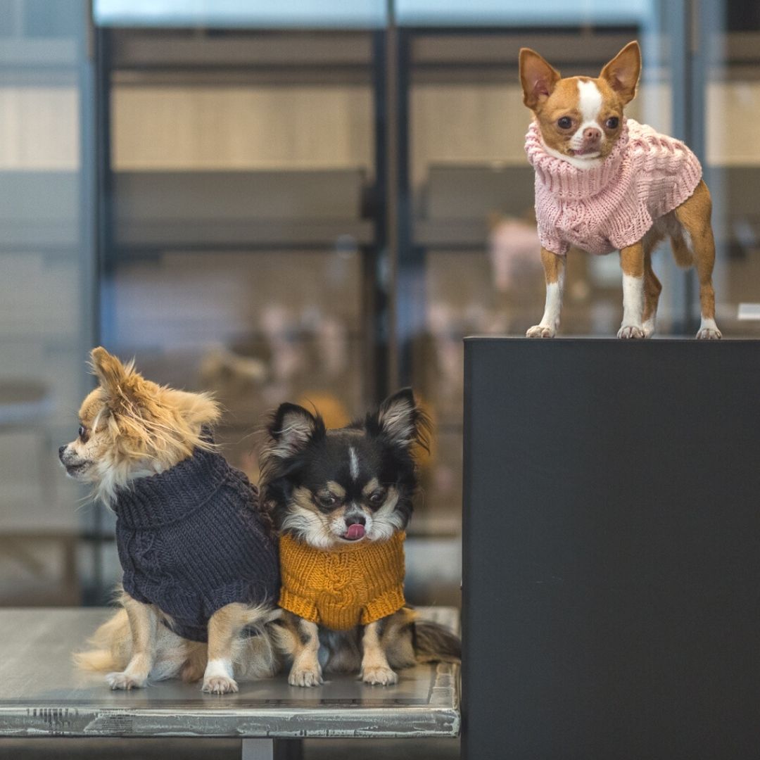 Chihuahua jumpers shop