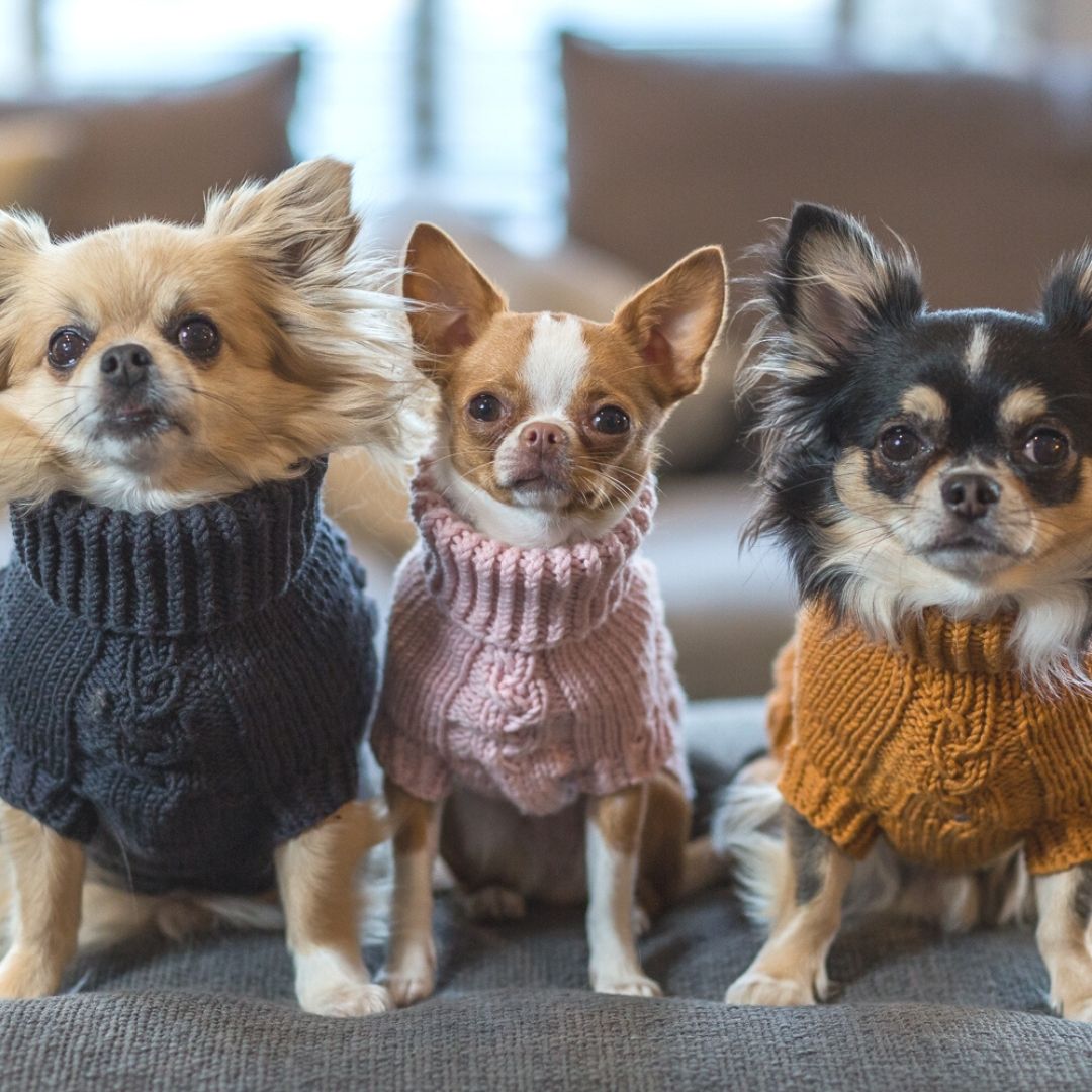 Supreme sweater for dogs on sale
