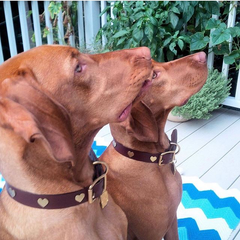 Creature Clothes Brown Leather Dog Collar With Brass Studs