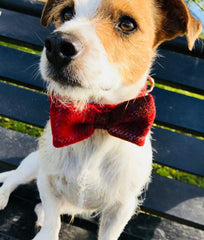 Red Berry Harris Tweed Bow Tie Designer Dog Collar | Scrufts