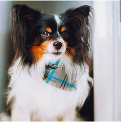 Frayed Buffalo Blue Plaid Dog Bandana by Scamps