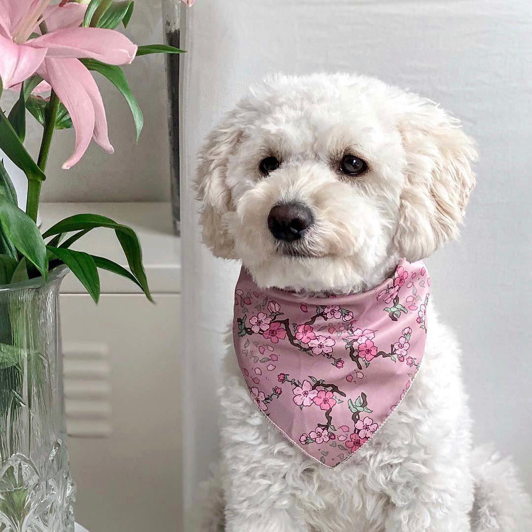 Cherry Blossom Dog Bandana | Pet Pooch Boutique
