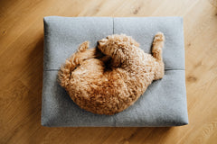 Finno Anthracite Cushion Dog Bed by Labbvenn