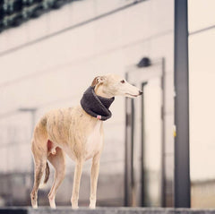 Wooldog Necky Dark Graphite Grey Dog Neck Cowl