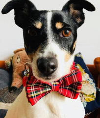 Red Tartan Bow Tie Designer Dog Collar