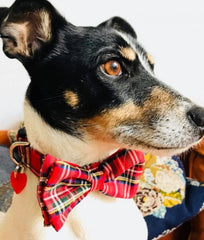 Red Tartan Bow Tie Designer Dog Collar