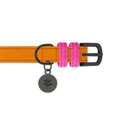 Orange Colour Block Dog Collar