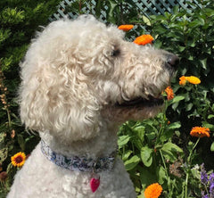 Liberty Wild Flower Dog Collar with Velvet Lining