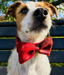 Red Berry Harris Tweed Bow Tie Designer Dog Collar | Scrufts