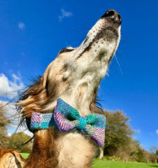 Beautiful Blue Harris Tweed Bow Tie Designer Dog Collar