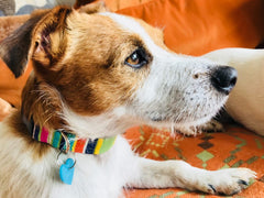 Whistable Striped Velvet Lined Designer Dog Collar