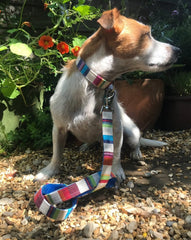 Brighton Rocks Designer Dog Collar