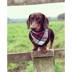 Alfies Plaid Tartan Dog Bandana