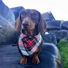 Alfies Plaid Tartan Dog Bandana