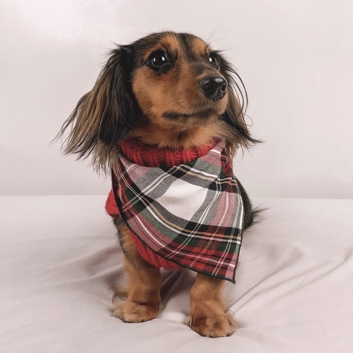 Alfies Plaid Tartan Dog Bandana