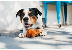 P.L.A.Y Fried Chicken Plush Dog Toy