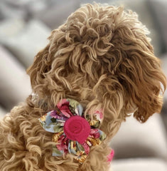 Flower Bud Dog Collar with Detachable Flower
