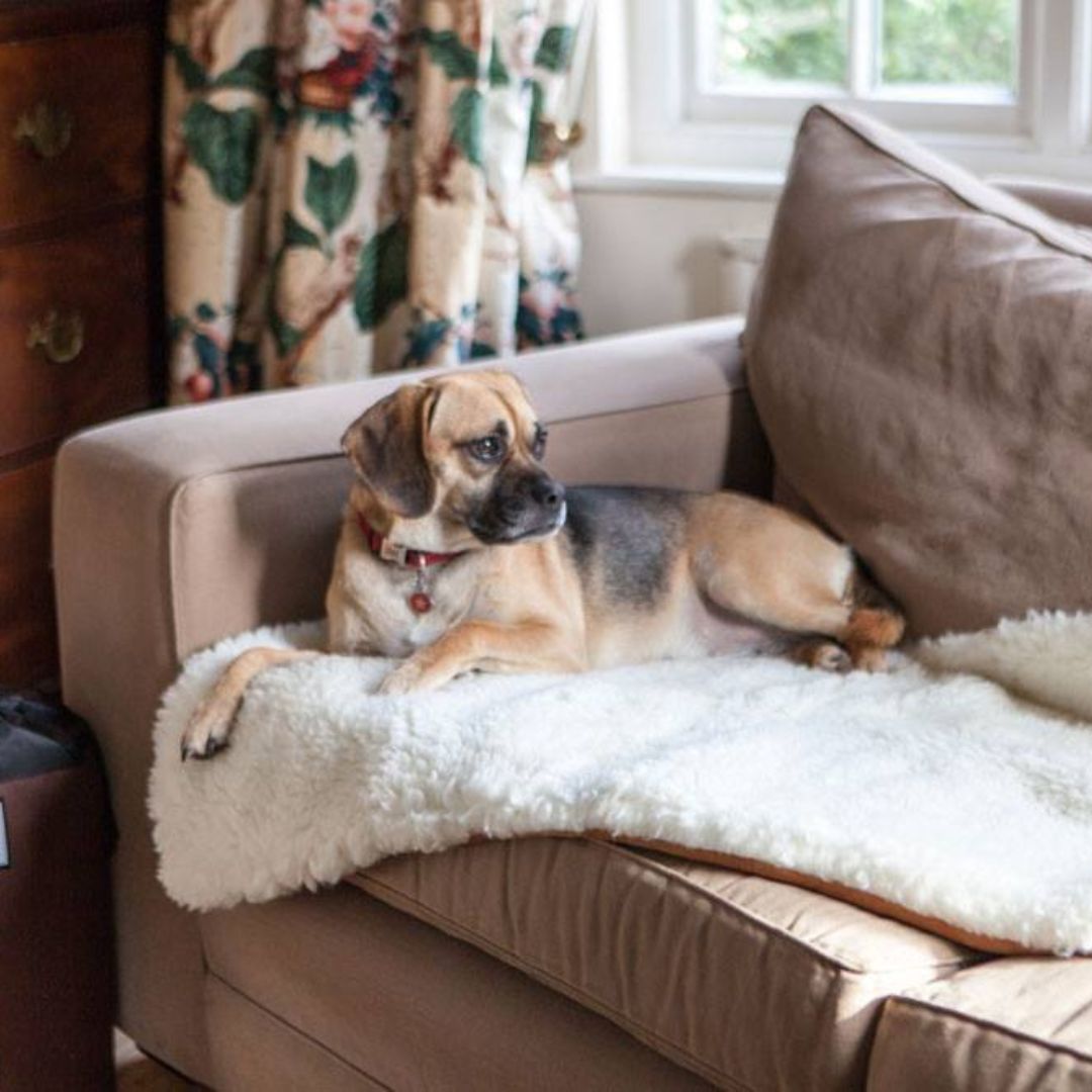 Berkeley Travel Dog Bed | Luxury Dog Beds