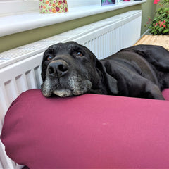 Berkeley Universal Dog Bed Bolster | Luxury Dog Beds