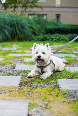 Bowl and Bone Active Grey Dog Harness and Lead Set