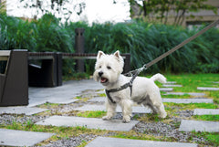 Bowl and Bone Active Grey Dog Harness and Lead Set