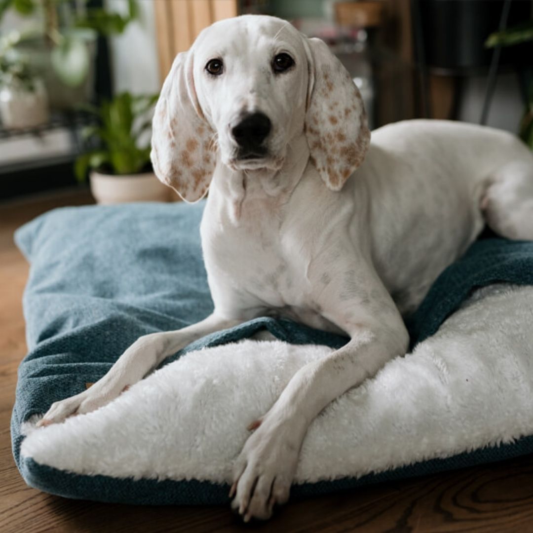 Bowl and Bone Bliss Dog Sleeping Bag Ocean Luxury Dog Beds Chelsea Dogs