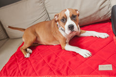 Bowl and Bone Royal Dog Blanket