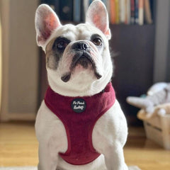 Burgundy Cord Dog Harness | Pet Pooch Boutique