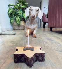 Small Star Shaped Cake For Dogs | The Barking Bakery