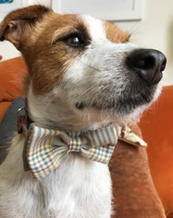 Astaire Mini Bow Tie Designer Puppy Collar