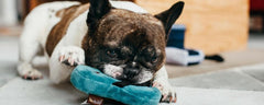 P.L.A.Y Flip Flop Plush Dog Toy