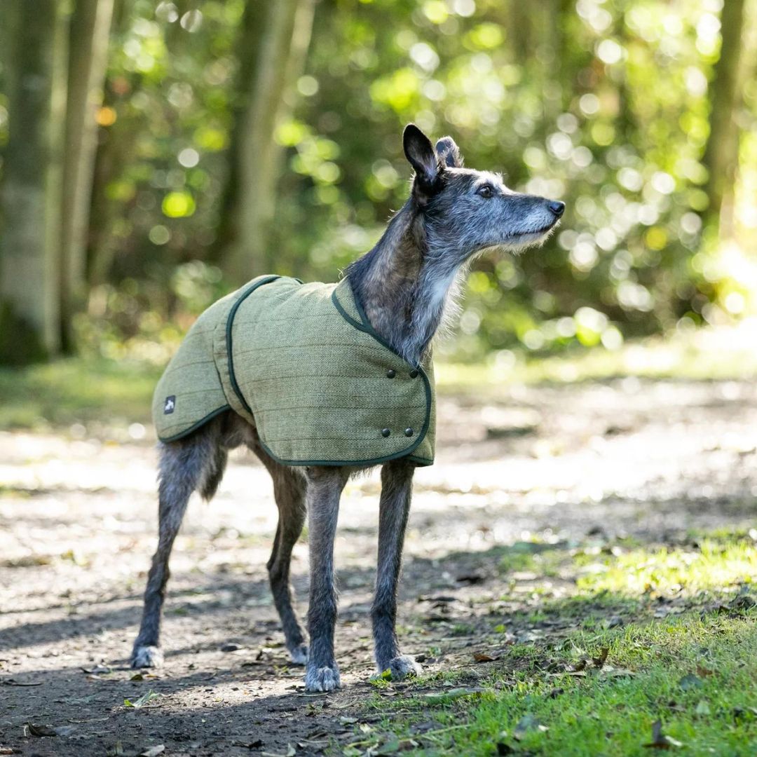 Tweed greyhound coat hot sale