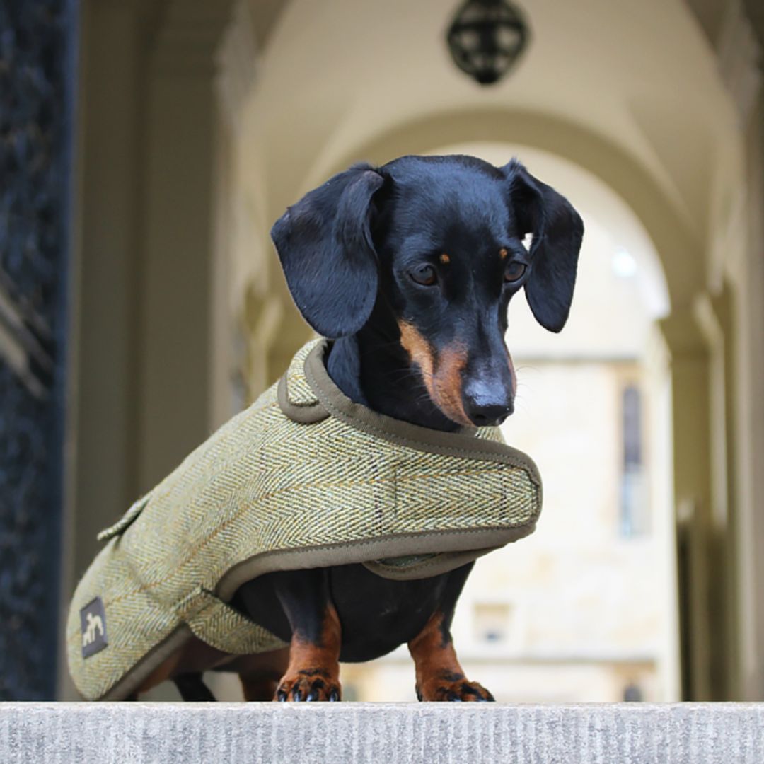 Dachshund tweed coat outlet