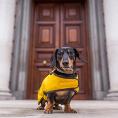Country and Twee Mustard Waxed Cotton Dachshund Dog Coat