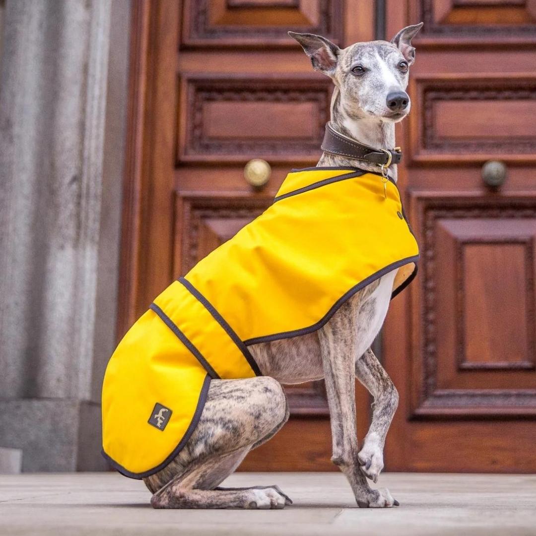 Country and Twee Mustard Waxed Cotton Whippet Coat