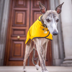 Country and Twee Mustard Waxed Cotton Whippet Coat