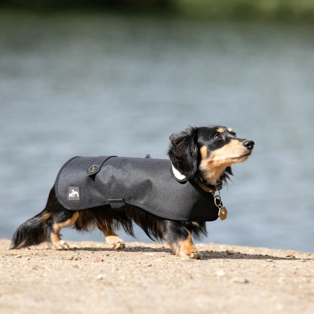 Country and Twee Waterproof Black Dachshund Dog Coat