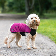 Country and Twee Waterproof Burgundy Underbelly Dog Coat