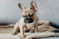 Bowl and Bone Nap Brown Fur Dog Blanket