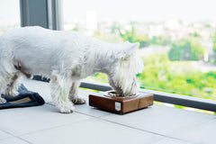 Bowl and Bone Amber Single Dog Bowl