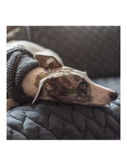 Wooldog Necky Dark Graphite Grey Dog Neck Cowl