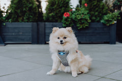 Bowl and Bone Grey Denim Dog Harness