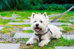 Bowl and Bone Active Grey Dog Harness