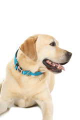 Doodlebone Originals Padded Dog Collar - Aqua