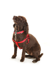 Doodlebone Originals Padded Dog Collar - Ruby Red